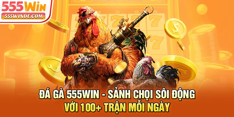 Đá Gà 555win - Sảnh Chọi Sôi Động Với 100+ Trận Mỗi Ngày