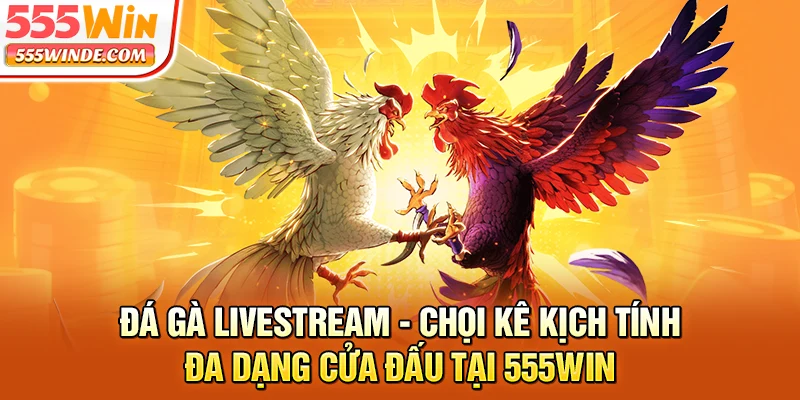 Đá gà livestream - Chọi kê kịch tính, đa dạng cửa đấu tại 555win